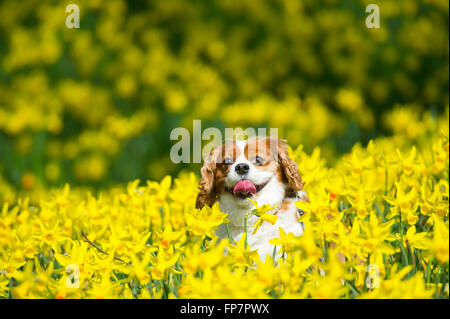 Ein King Charles cavalier Hund in einem Feld von Narzissen an einem warmen sonnigen Tag. Stockfoto