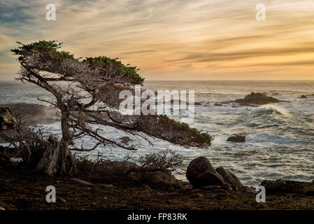 Eine Monterey-Zypresse, Hesperocyparis Macrocarpa, bei Sonnenuntergang in der Big Sur Küste von Kalifornien Stockfoto