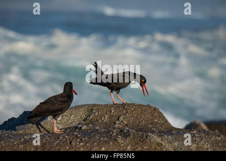 Schwarze Austernfischer Haematopus Bachmani, aufrufen und posiert entlang der kalifornischen Küste Stockfoto