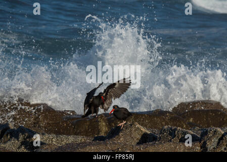 Eine schwarze Austernfischer, Haematopus Bachmani fliegen weg von Welle Spray entlang der kalifornischen Küste. Stockfoto