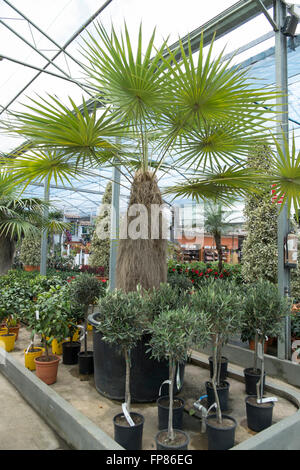Coccothrinax Crinita. Bobito Guano, Guano petate, Greis Palm Palma petate ist eine Palme, die endemisch auf Kuba ist. Stockfoto
