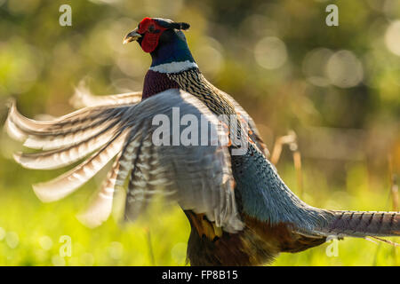 Schöne männliche Ring-necked Fasan (Phasianus Colchicus) Krähen in natürlichen Wäldern Wald Einstellung. Stockfoto