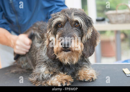 Detailansicht der Trimmung des Rückens der kurzhaarige Dackel Draht. Groomer ist ein Zuschneiden-Werkzeug verwenden. Stockfoto