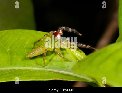 Männliche nördlichen grün Jumping Spider (Mopsus Mormone), Mary River Wilderness Park, Northern Territory, Australien Stockfoto