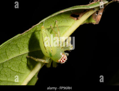 Weiblichen nördlichen grün Jumping Spider (Mopsus Mormone), Northern Territory, Australien Stockfoto