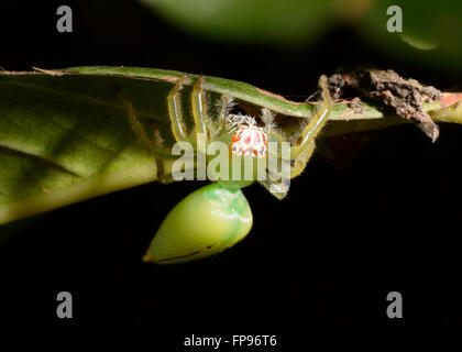 Weiblichen nördlichen grün Jumping Spider (Mopsus Mormone), Northern Territory, NT, Australien Stockfoto