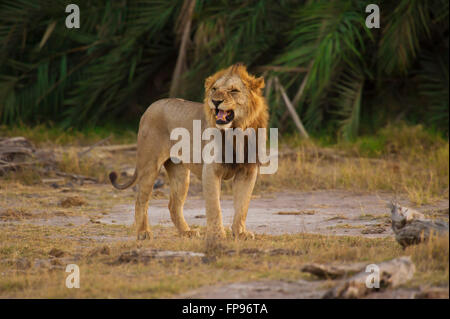 Löwen in der Savanne in Amboseli National Park in Kenia Stockfoto