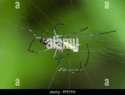 Silberne Kugel-Spinne (Leucauge Granulata) mit Beute, Pemberton, Western Australia, Australien Stockfoto