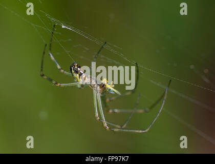 Silberne Kugel-Spinne (Leucauge Granulata) mit Beute, Pemberton, Western Australia, Australien Stockfoto