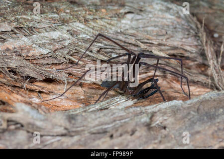 Daddy Long-Legs Spider (Pholcus Phalangioides), Western Australia, Australien Stockfoto