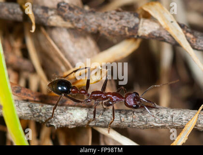 Bull Ant oder Bulldog Ameise (Myrmecia SP.), Western Australia, Australien Stockfoto
