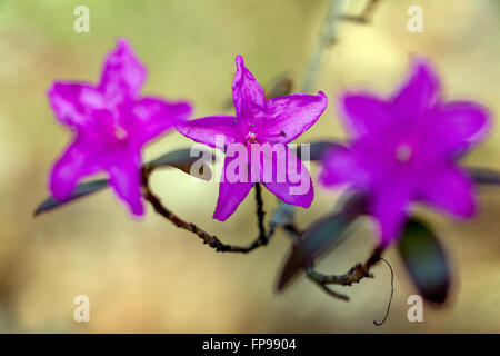 Rhododendron dauricum Rhododendron violett, Blumen, Blume, Zweig, Nahaufnahme Stockfoto