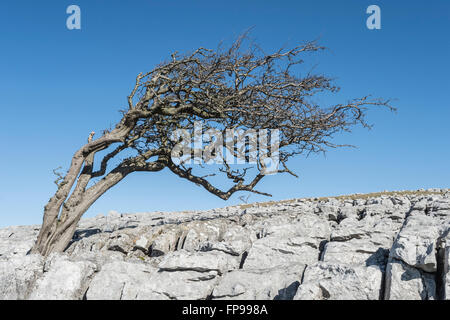 Wind verbogen Hawthorn tree auf Twistleton Narbe in den Yorkshire Dales in der Nähe des Dorfes Ingleton Stockfoto