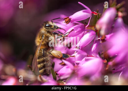 Erica carnea 'Pirbright Rose' Honigbiene Nahaufnahme Biene auf Blume Stockfoto