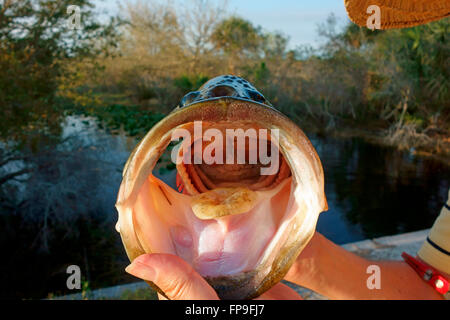 Suchen Sie in den Mund und nach unten in den Schlund eines Largemouth Bass Fisch, mit Zunge, Kiemen, etc.. Stockfoto