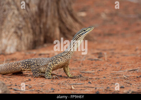 Sand-Monitor (Varanus Gouldii Gouldii), Western Australia, WA, Australien Stockfoto