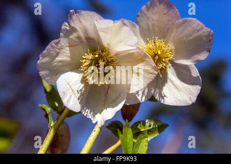 Schöne weiße Hellebore, Fastenrose, Helleborus nigercors 'Marshmallow' Weiße Blüten Helleborus weiß Hellebores Stockfoto