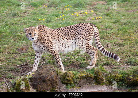 Ein einzelner Gepard zu Fuß auf einige Grünland Stockfoto