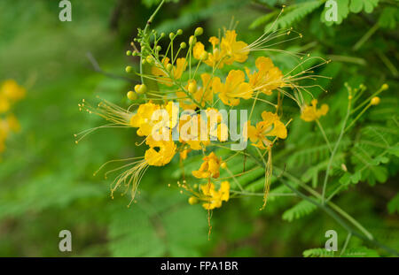 Pfau-Blumen Stockfoto