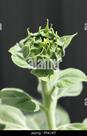 Schuss von Sonnenblume Knospe hautnah Stockfoto