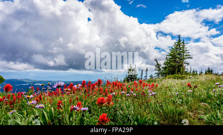 Indian Paintbrush, Astern und anderen wilden Blumen in der hochalpinen von Tod Berg in der Shuswap Hochland von British Columbia, Kanada Stockfoto