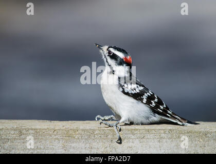 Dunenspecht thront auf einem Holzzaun. Stockfoto