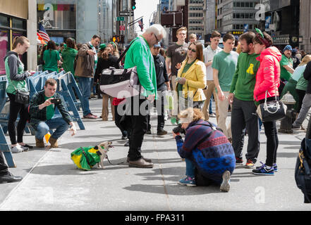 Menschen betrachten und Fotografieren von einem Chihuahua Hund verkleidet als ein Kobold auf dem Bürgersteig bei den 2016 St. Patricks Day Feierlichkeiten in New York City, USA. Stockfoto
