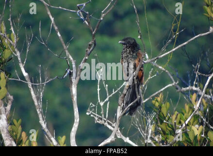 Bintan, Riau-Inseln, Indonesien. 17. März 2016. BINTAN, Indonesien - März 17: Die weniger erholsam (Centropus Bengalensis) gesehen bei Tanjungpinang Fores am 17. März 2016 in Bintan Island, Indonesien. Es hat eine weite Verbreitung-Palette, die mit mehreren anderen ähnlichen Arten überlappt. Der Lebensraum, in dem es gefunden wird, ist oft sumpfigen Land mit Rasen und Bäumen. Es zeichnet sich durch ihre kleinere Größe, weniger prominente Bill blass Welle Streifen auf den Federn von Kopf und Rücken. Es hat eine viel längere Klaue auf seinen hinteren Fuß und einen deutlichen Aufruf. Es ist auch unter den einige Coucals, die Saison Pluma zeigen Stockfoto