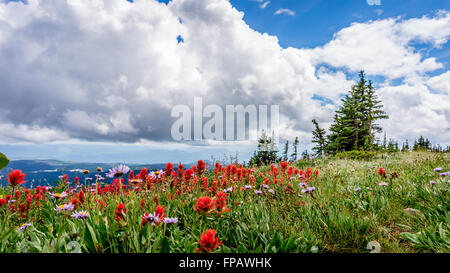 Indian Paintbrush und anderen Wildblumen in den hohen Alpen auf Tod Berg Shuswap Hochland von Zentral British Columbia, Kanada Stockfoto