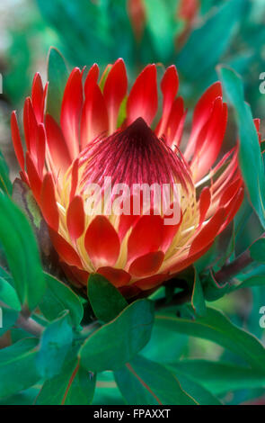 PROTEA EXIMIA (BARON) RAY-blühenden PROTEA oder BREITBLÄTTRIGE SUGAR BUSH Stockfoto