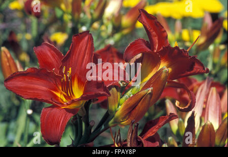 Taglilien (Hemerocallis) Stockfoto