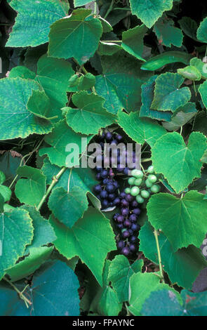 VITIS VINIFERA "ISABELLA" (ISABELLA TRAUBEN ON REBE) Stockfoto