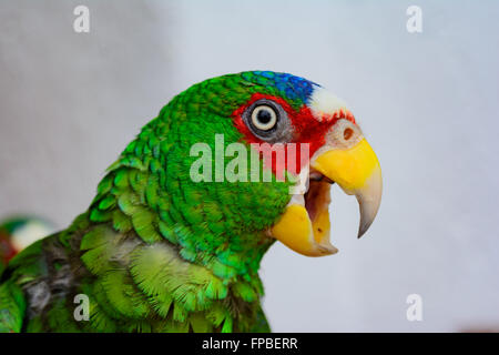 Papagei, White-fronted Amazon Parrot, Amazona Albifrons, brillentragende Amazon oder White-fronted Parrot, Textfreiraum Stockfoto