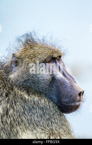 Chacma Pavian in Krüger Nationalpark, Südafrika; Specie Papio Ursinus Familie Cercopithecidae Stockfoto