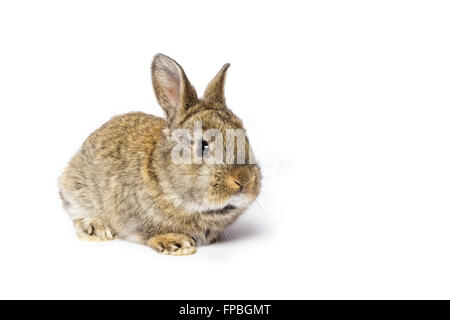 Niedlichen graue Kaninchen isoliert auf weißem Hintergrund Stockfoto