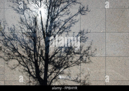 Baum Schatten an einer Wand in Milton Keynes. Buckinghamshire, England Stockfoto