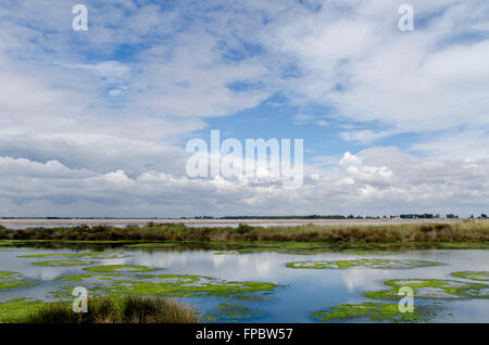 Camargue Landschaft an einem Tag mit Wolken und blauer Himmel spiegelt sich im Wasser Stockfoto