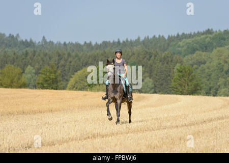 Junge Reiter auf der Rückseite ein Connemara Pony reiten in einem Stoppelfeld Stockfoto