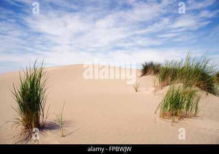 Sanddünen mit Vegetation Espiguette Camargue France Stockfoto