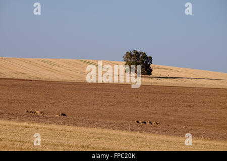 Mitte Nord Landschaft, Clare Valley, South Australia Stockfoto