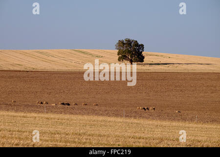 Mitte Nord Landschaft, Clare Valley, South Australia Stockfoto