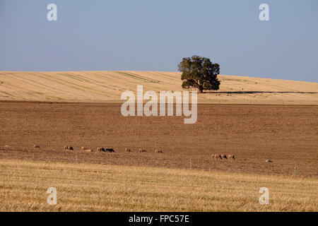 Mitte Nord Landschaft, Clare Valley, South Australia Stockfoto