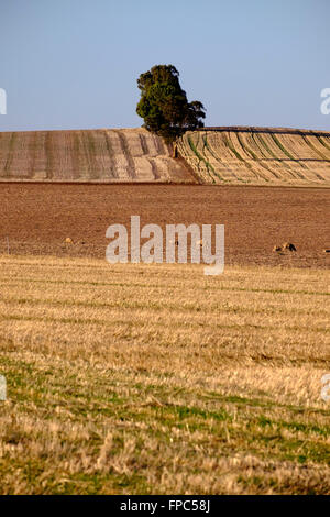 Mitte Nord Landschaft, Clare Valley, South Australia Stockfoto