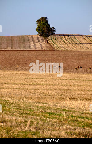 Mitte Nord Landschaft, Clare Valley, South Australia Stockfoto