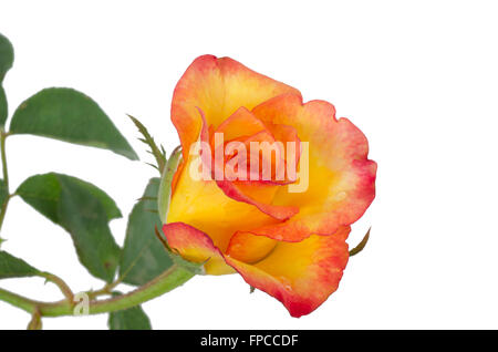 orange Rose isoliert auf weißem Hintergrund Stockfoto