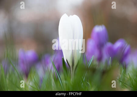Weiße Krokus Knospe mit lila Krokus Hintergrund Stockfoto