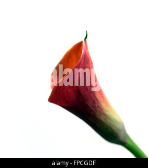 Abstrakte Ansicht der roten Kurve verwischen Calla Lilie Blume Stockfoto