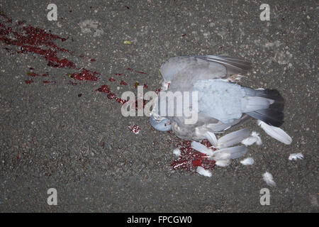 Roadkill, eine frisch getöteten Taube Verlegung auf eine asphaltierte Straße, nachdem sie von einem Fahrzeug getroffen wurde verlassen einen Bloddy-Patch auf der Autobahn. Stockfoto