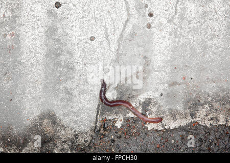 Roadkill, einen kleinen Wurm tot auf der reflektierenden Oberfläche der weißen Linien am Straßenrand. Stockfoto