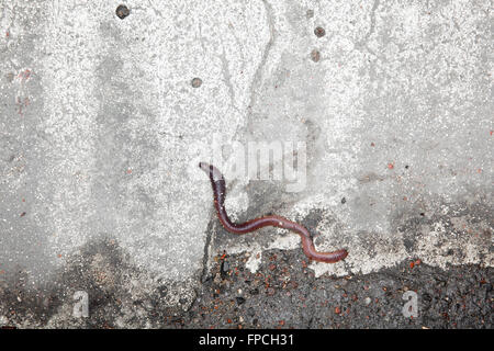 Roadkill, einen kleinen Wurm tot auf der reflektierenden Oberfläche der weißen Linien am Straßenrand. Stockfoto